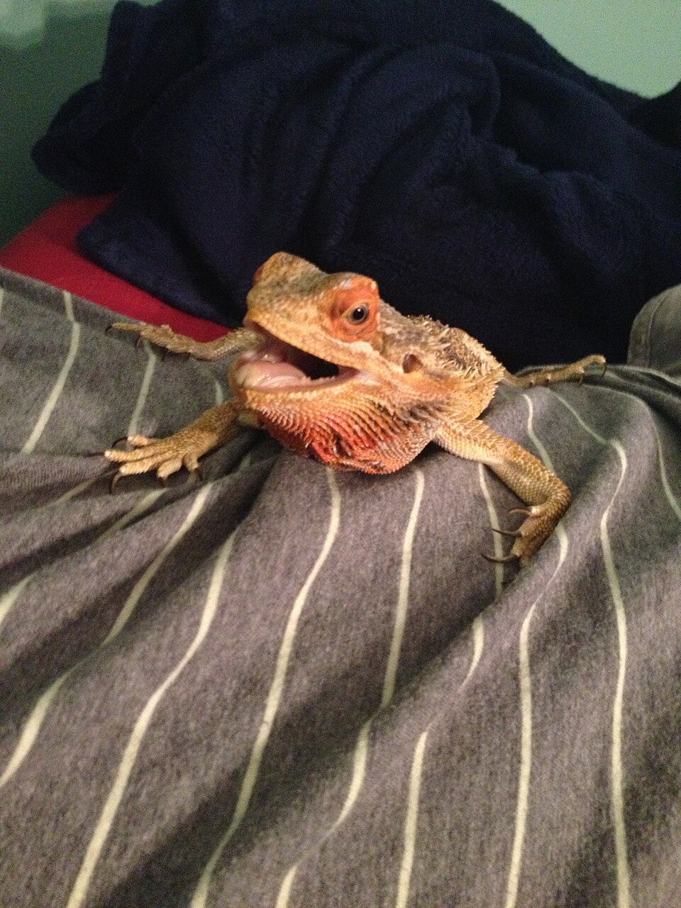 Bearded Dragon
