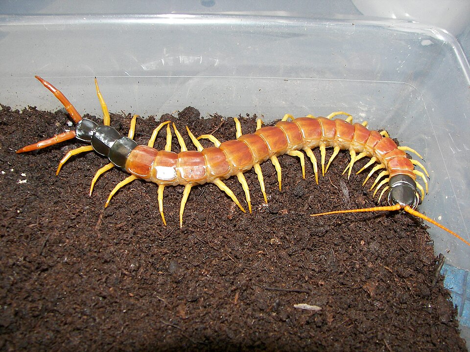 Giant Desert Centipede