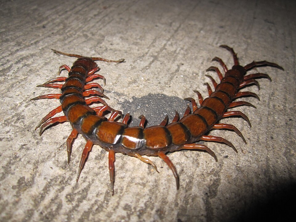Giant Scolopendra