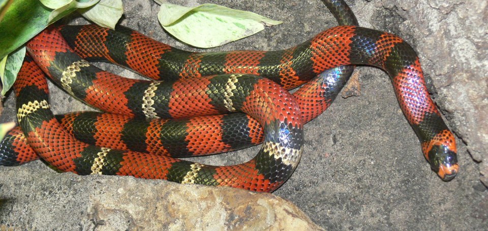 Milk Snake