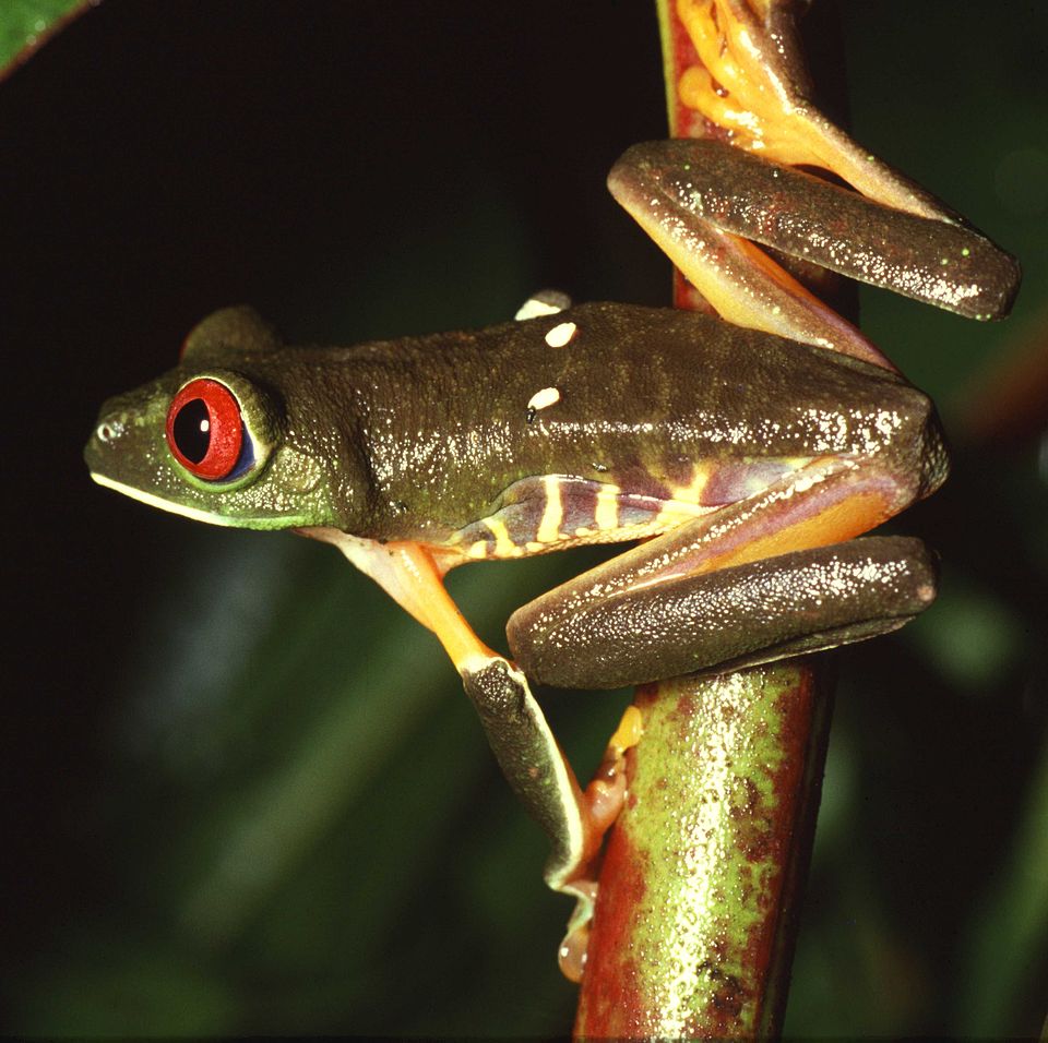 Red-Eyed Tree Frog