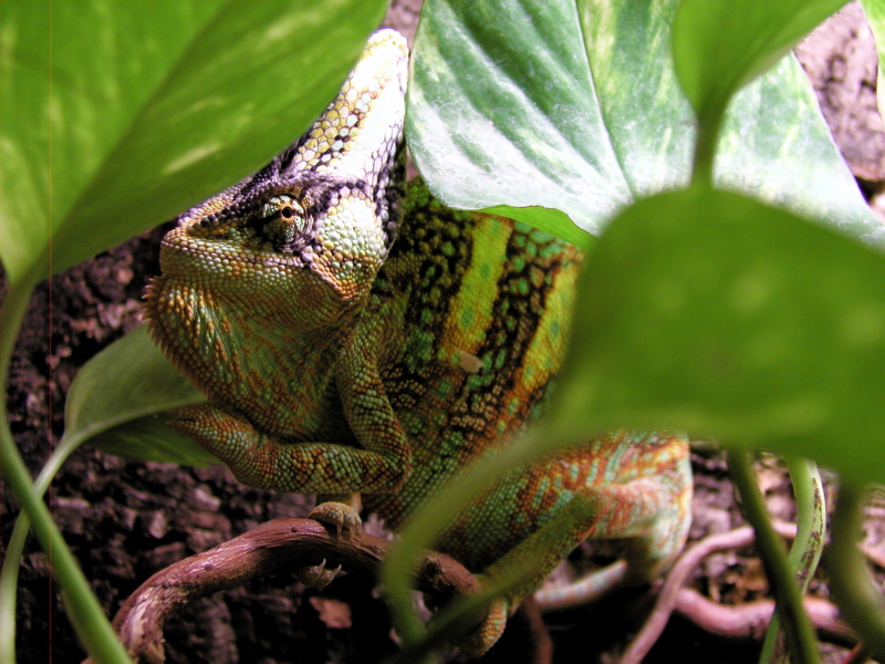 Veiled Chameleon