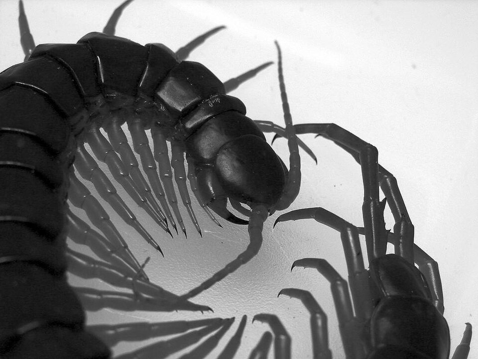 Vietnamese Centipede
